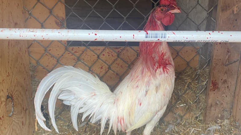 Los tres acusados se encuentran en Estados Unidos de forma ilegal.