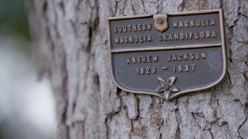 President Trump announced Sunday a historic Southern Magnolia tree that has stood at the White...